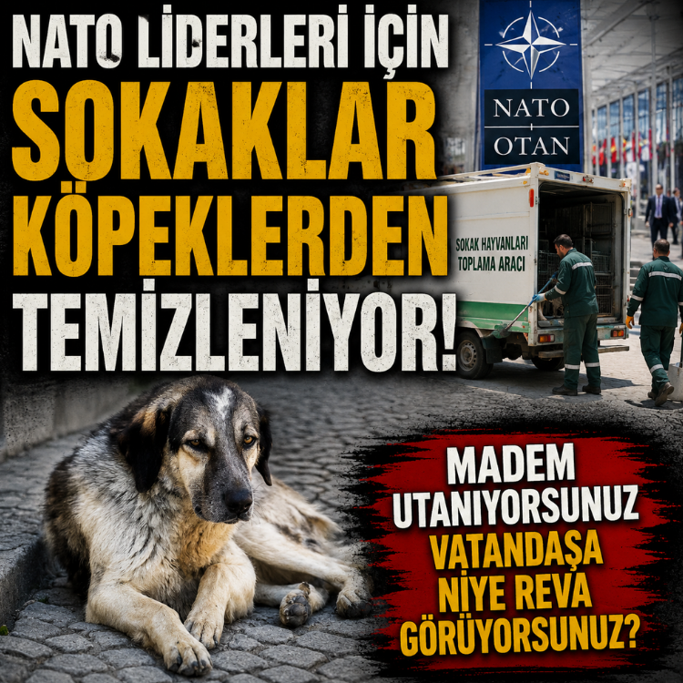 NATO liderleri için sokaklar köpeklerden temizleniyor.. Madem utanıyorsunuz vatandaşa niye reva görüyorsunuz?