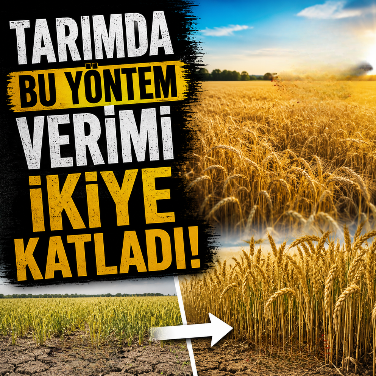Tarımda bu yöntem verimi ikiye katladı