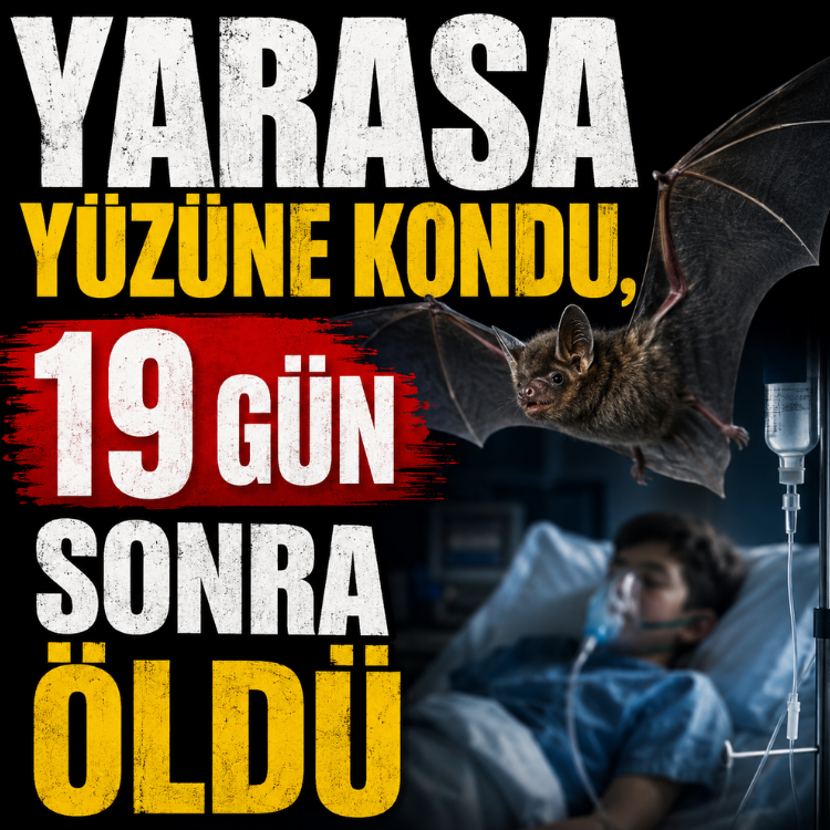 Yarasa yüzüne kondu, 19 gün sonra öldü
