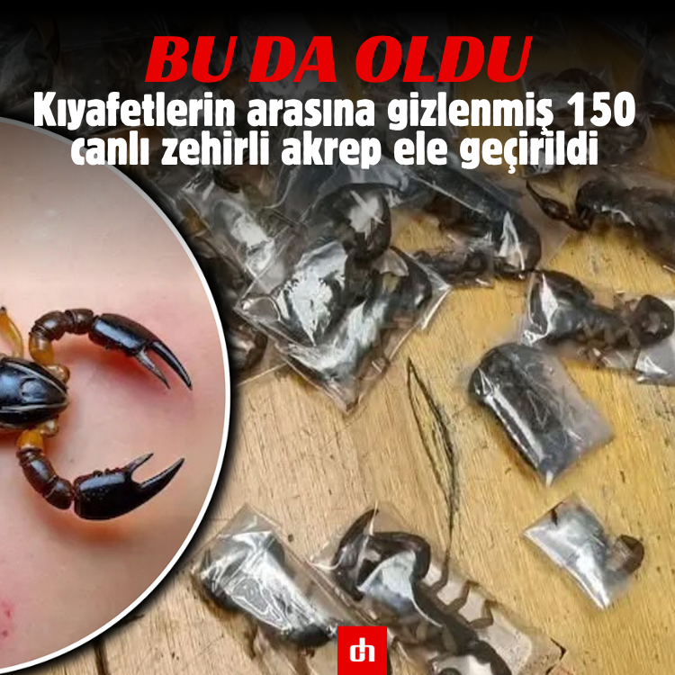 Bu da oldu: Kıyafetlerin arasına gizlenmiş 150 canlı zehirli akrep ele geçirildi