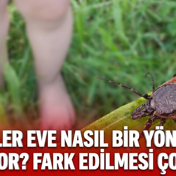 Keneler eve nasıl bir yöntemle giriyor?  Fark edilmesi çok zor