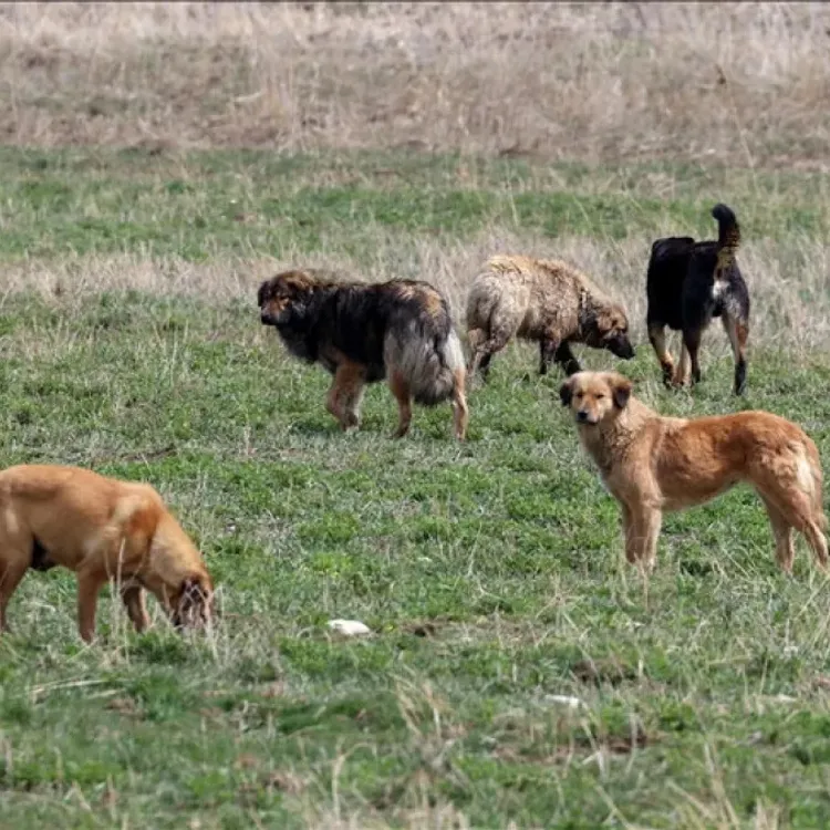 Şanlıurfa'da çocuğun sahipsiz köpeklerin saldırısına uğramasına ilişkin müfettiş görevlendirildi