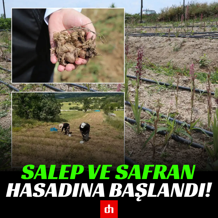 Salep ve safran hasadına başlandı!
