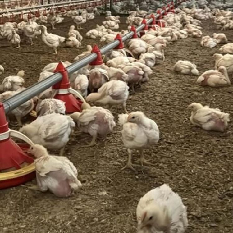 Yüz binlerce kümes hayvanı itlaf edildi!