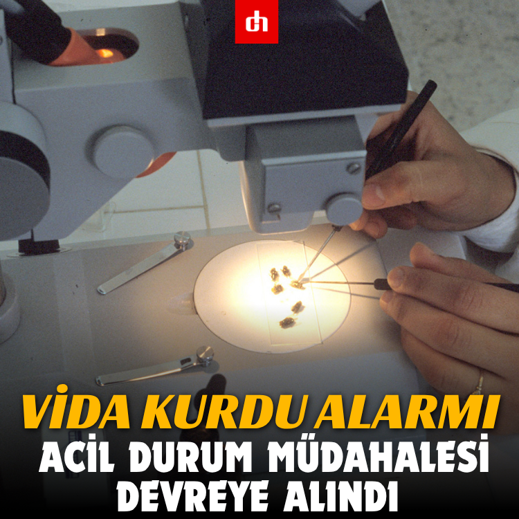 Vida kurdu alarmı: Acil durum müdahalesi devreye alındı