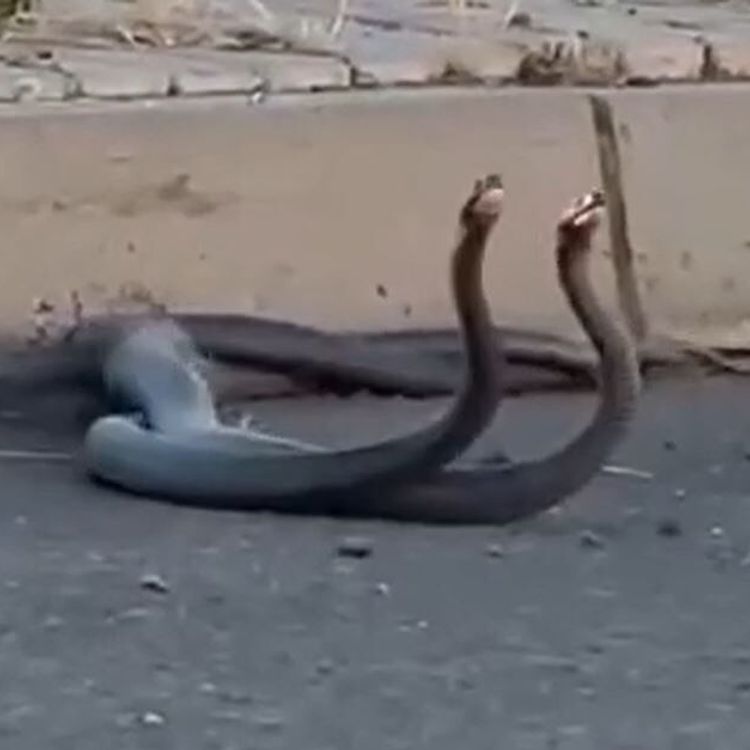 Yılanlar şehir merkezine indi! İşte o görüntüler