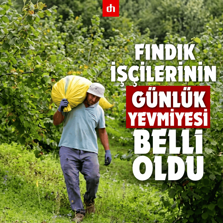 Fındık işçilerinin günlük yevmiyesi belli oldu