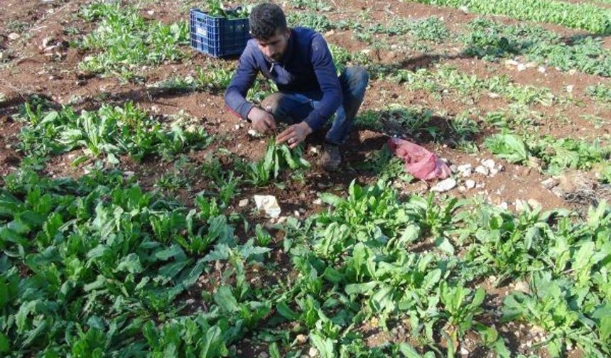 Yeşillik üreticileri zamlardan şikâyetçi