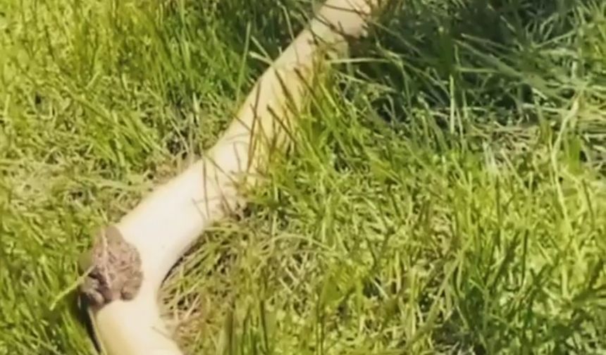 Kurbağanın ‘bedava’ seyahati gülümsetti