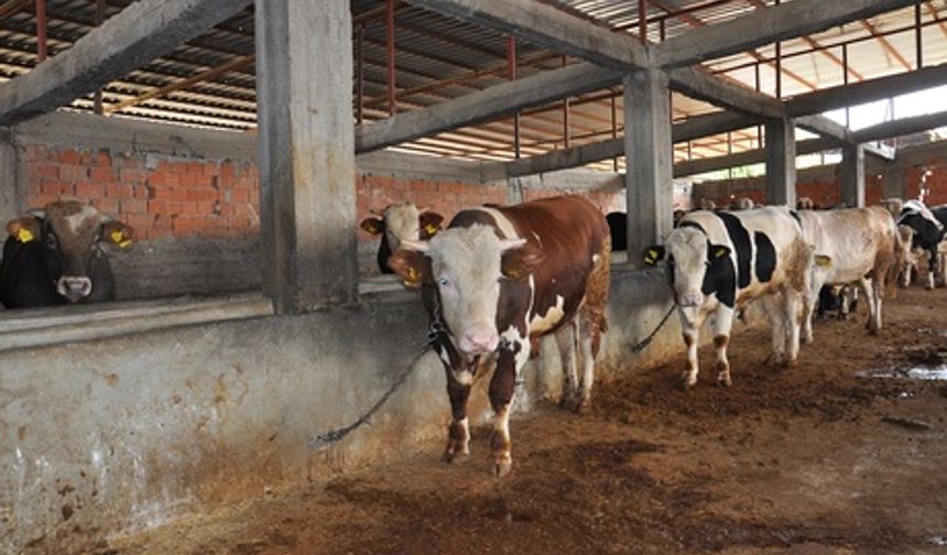 Hayvansal üretimdeki sorunlar artarak devam ediyor!