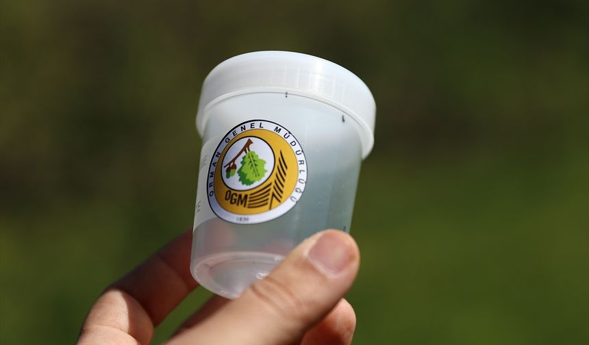 Kestane gal arısı ile "torymus sinensis" doğaya salındı