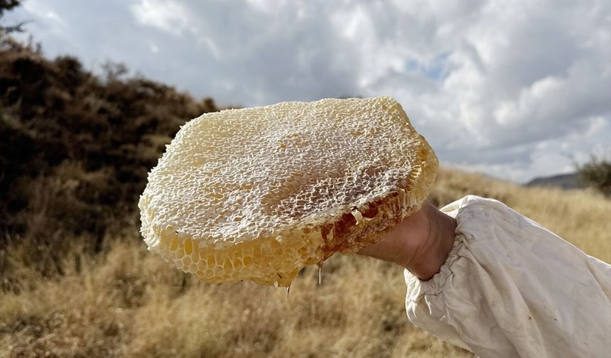 Bitlis'te karakovan bal hasadı böyle yapıldı
