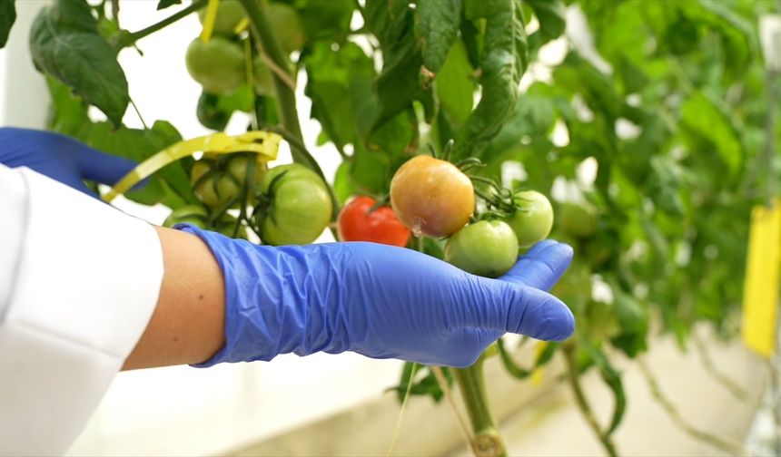 Yiyeceklerin raf ömrünü uzatan gıda teknolojisi geliştiriliyor!