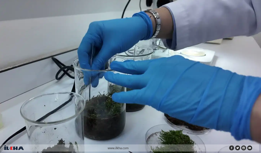 Tardigratlar insanlığın geleceğine ilham kaynağı oluyor