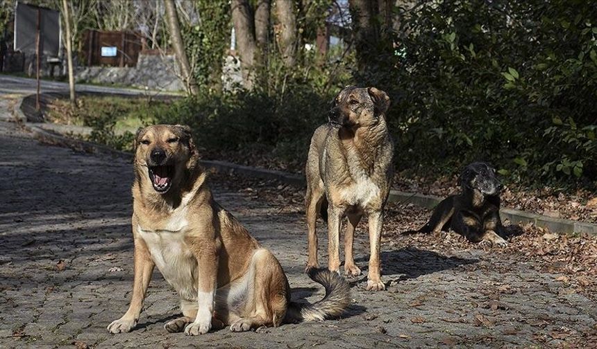 Van'da köpek saldırısı: Bakanlıktan yeni açıklamam!