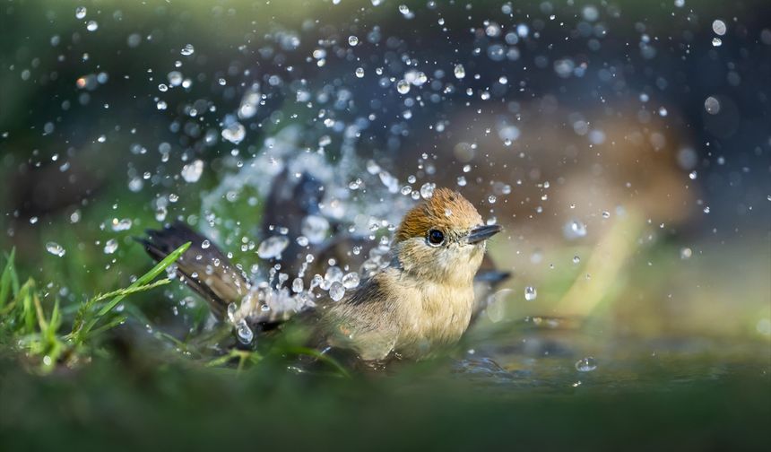 Kuşların doğayla dansı,  usta fotoğrafçının objektifine böyle yansıdı