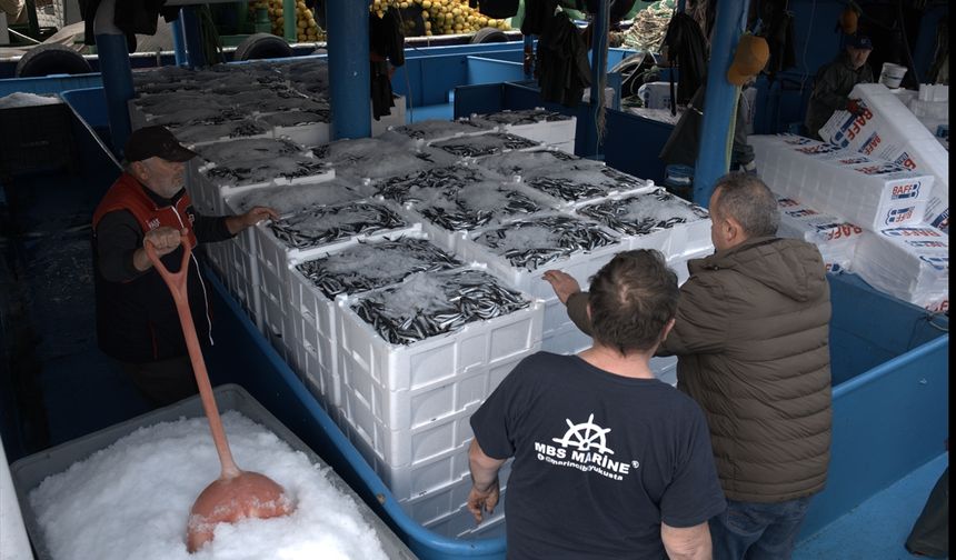 Hamsi geri döndü! İğneada açıklarında hamsi bolluğu