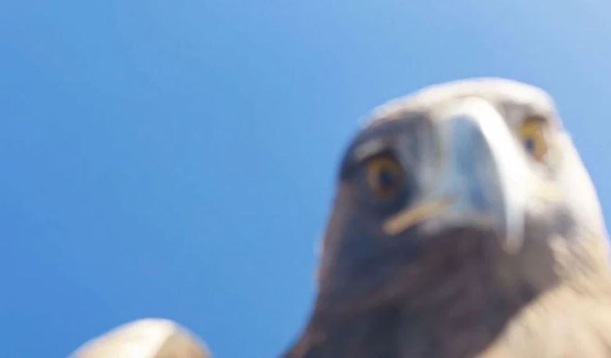 Avladığı drone ile selfie çeken dev kartal, sosyal medyayı salladı