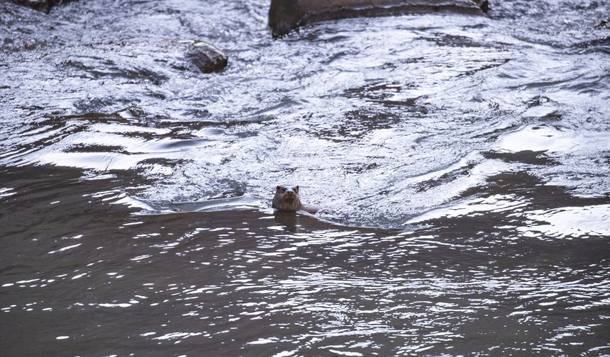 Tunceli'de su samuru görüntülendi