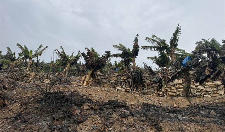 Antalya'da muz ağaçları yandı