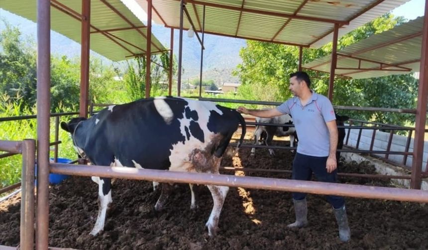 Bir ilde daha şap karantinası!