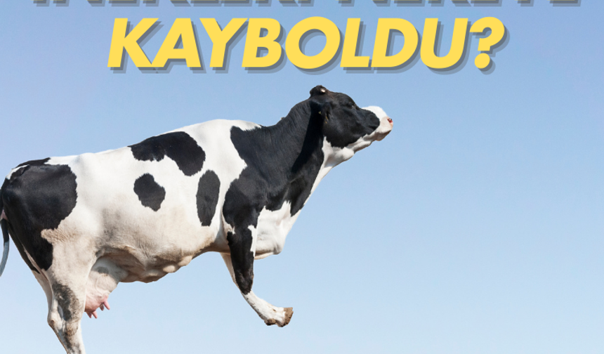 Avrupa'nın inekleri nereye kayboldu?