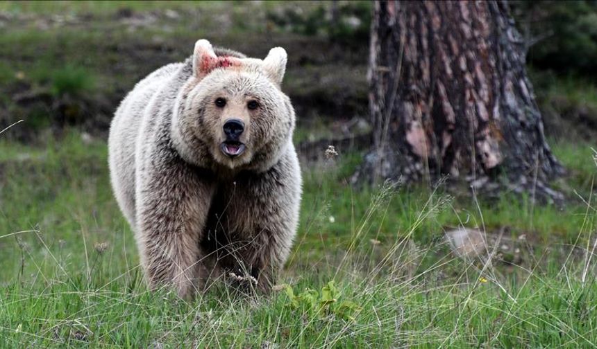 Japonya'da ayı saldırılarına karşı yapay zeka önlemi