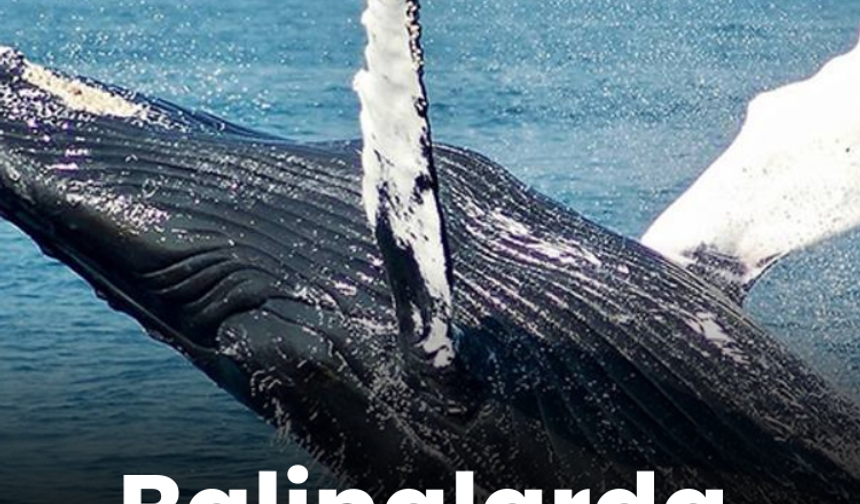 Balinalarda ölümcül virüs deşifre edildi