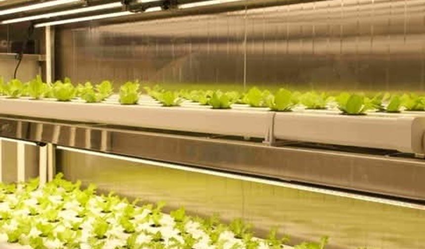 Denizin, okyanusun ortasında  tarım dönemi başladı