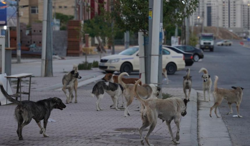 Başıboş köpek sayısı arttı, ekipler harekete geçti