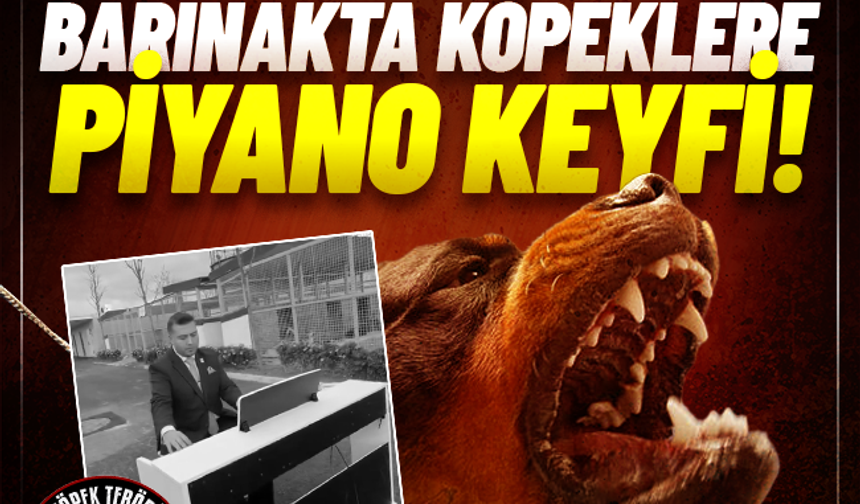Fatih Belediyesi'nden skandal: Barınaktaki köpeklere piyano resitali!