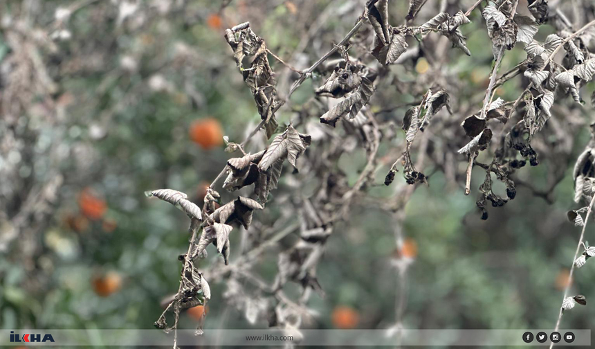 Küçük üretici çaresiz kaldı: Don tehlikesi narenciyeyi vurdu!