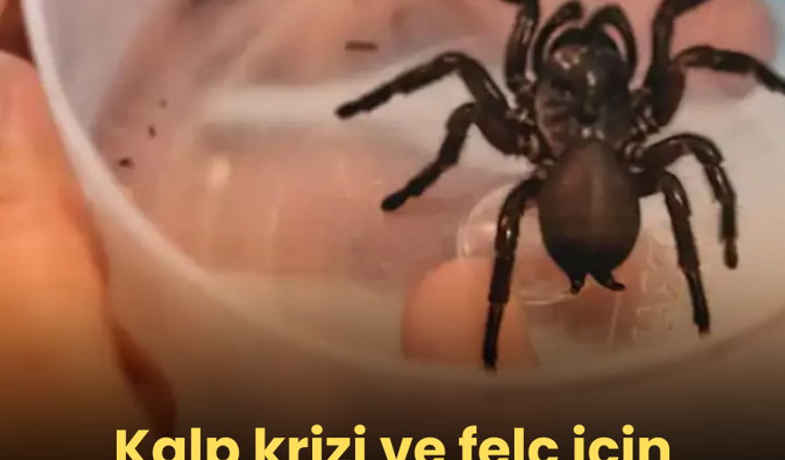 Kalp krizi ve felç için örümcek zehrinden ilaç yapılıyor