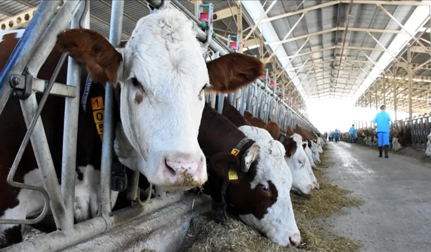 Et ve Süt Kurumundan besilik hayvanların teslimat süreçlerine ilişkin açıklama
