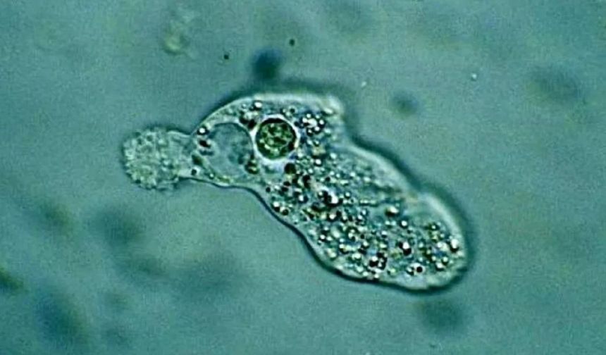 Çeşme sularında gizlenen ölümcül tehdit! Kurtuluş oranı yüzde 1 bile değil