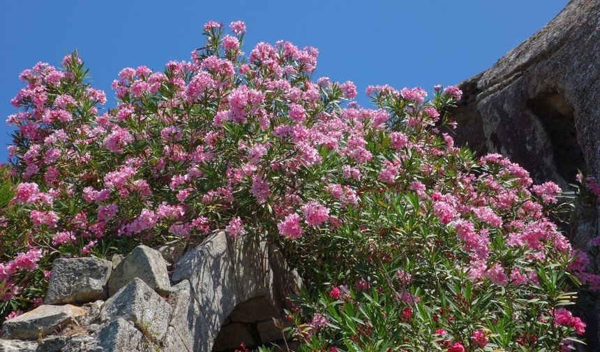 Kur'an-ı Kerim'de lanetlenen ağacın sırrı çözüldü!