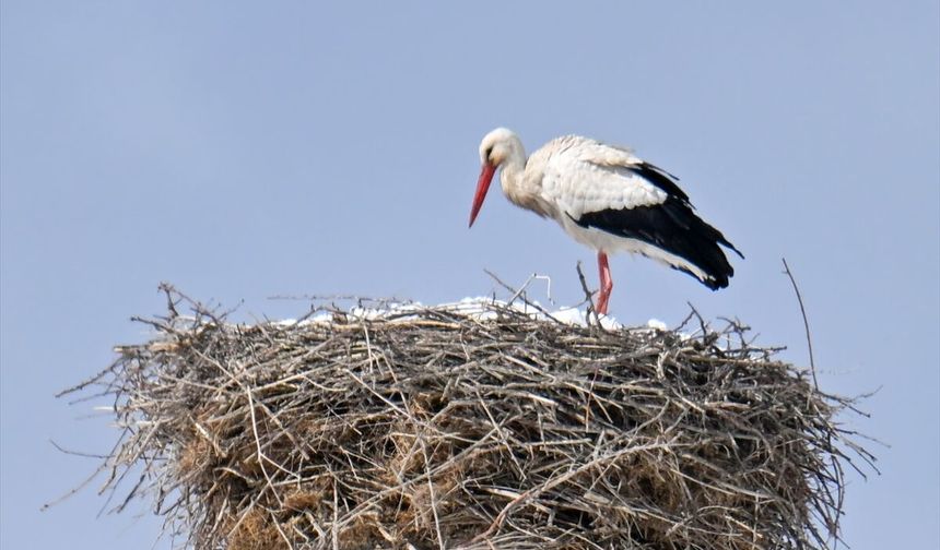 Baharın habercisi leyleğe kar sürprizi