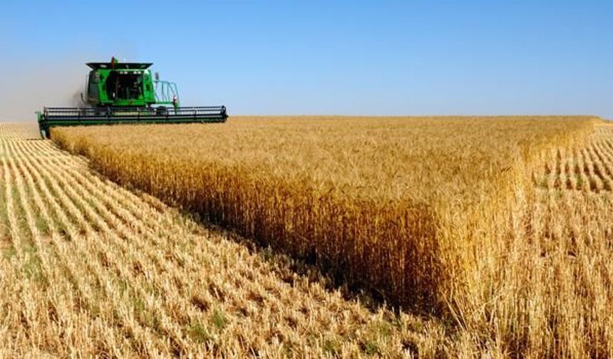 Tarım Ürünlerinde Zekât Nasıl Hesaplanır? İşte Mezheplere Göre Öşür Oranları