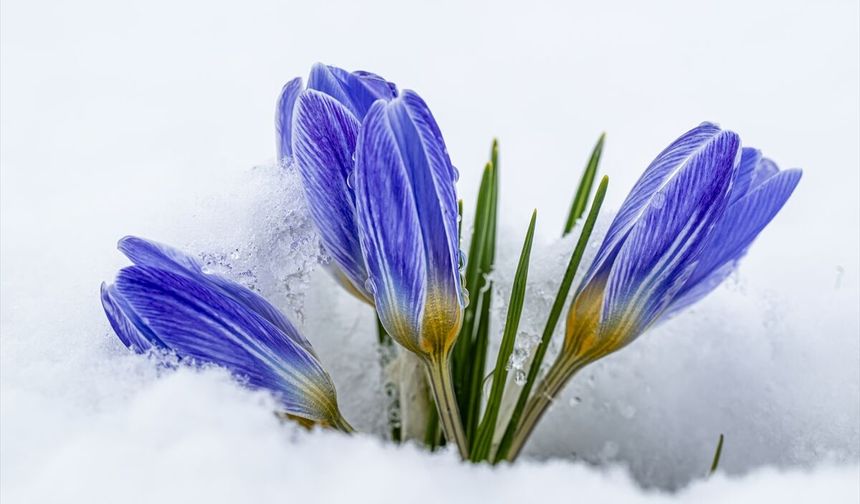 Kars'ta berfinler kara meydan okuyor