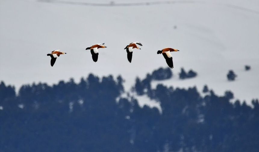 Kars'ta kuşların sunduğu renk cümbüşü göz doldurdu