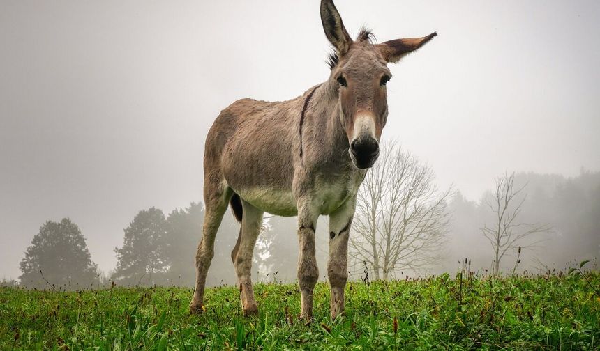 Bu ülkede marketlerde eşek eti satılmaya başlandı