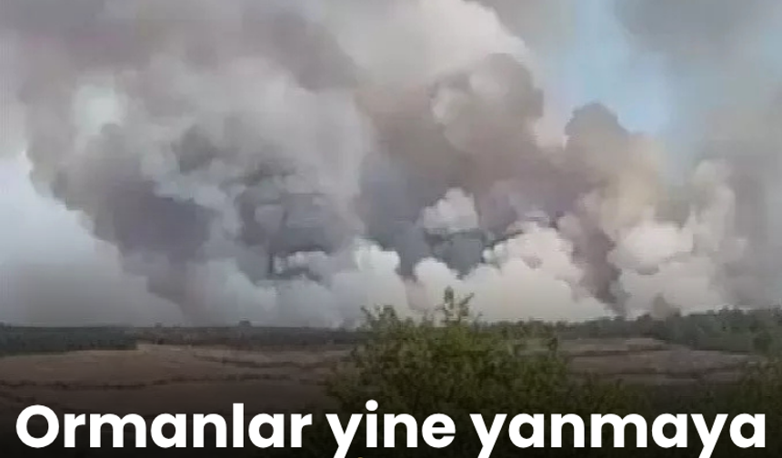 Ormanlar yine yanmaya başladı! İstanbul'da ormanlık alanda yangın