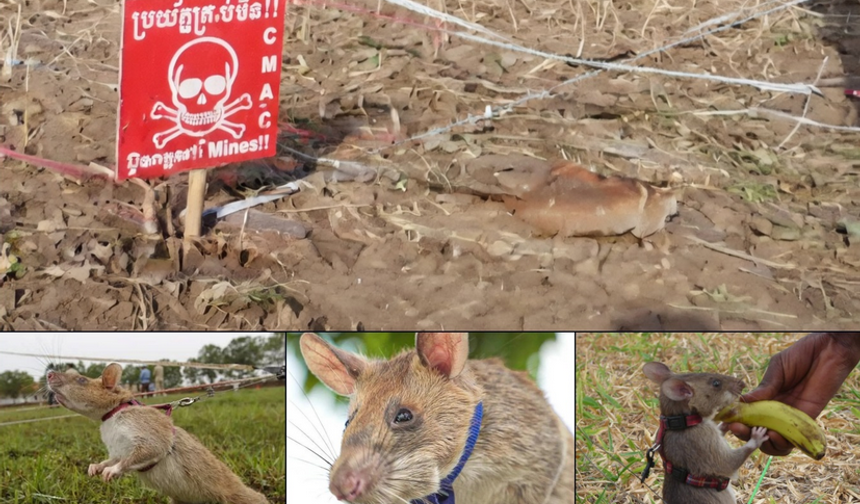 Dikkat çeken yöntem: Patlayıcı tespitinde kullanılıyorlar!