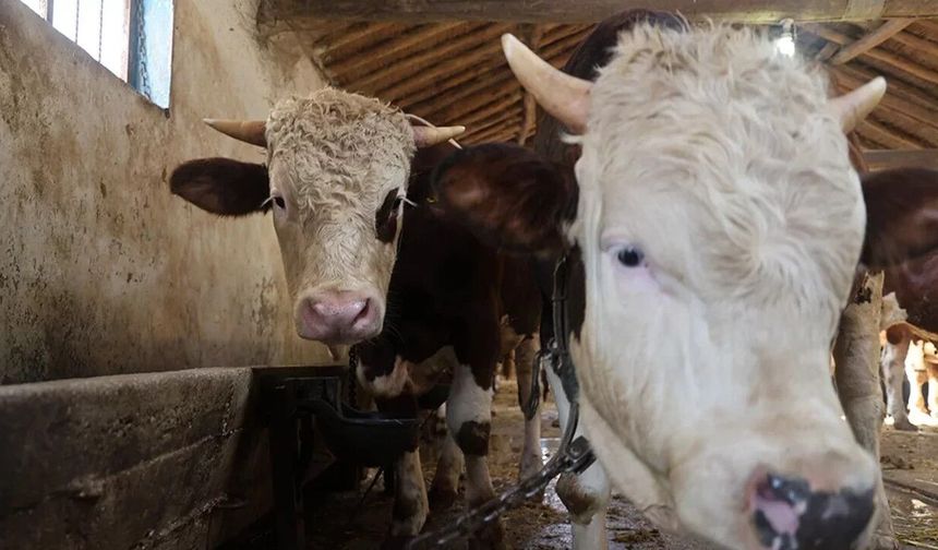 Bakanlıktan vatandaşlara kurbanlık uyarısı!
