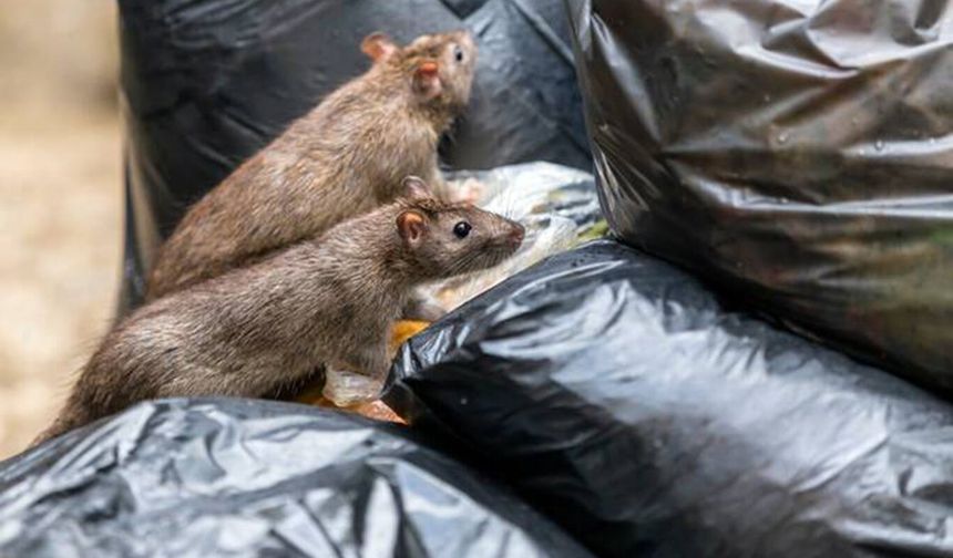Çöpler toplanamıyor: Sağlık krizi derinleşiyor