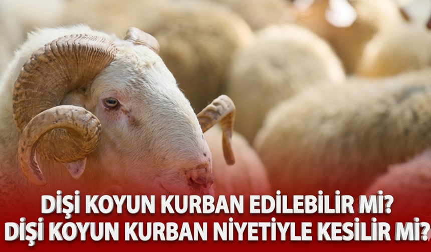 Dişi koyun kurban edilebilir mi? Dişi koyun kurban niyetiyle kesilir mi?
