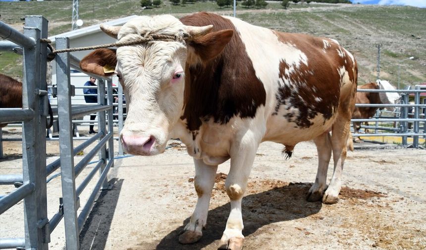 Kurbanlıklar, hayvan pazarlarında alıcılarını bekliyor
