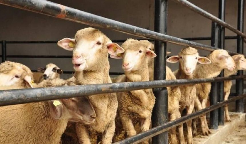 Kurban olarak kesilecek hayvanların yaşları kaç olmalı?