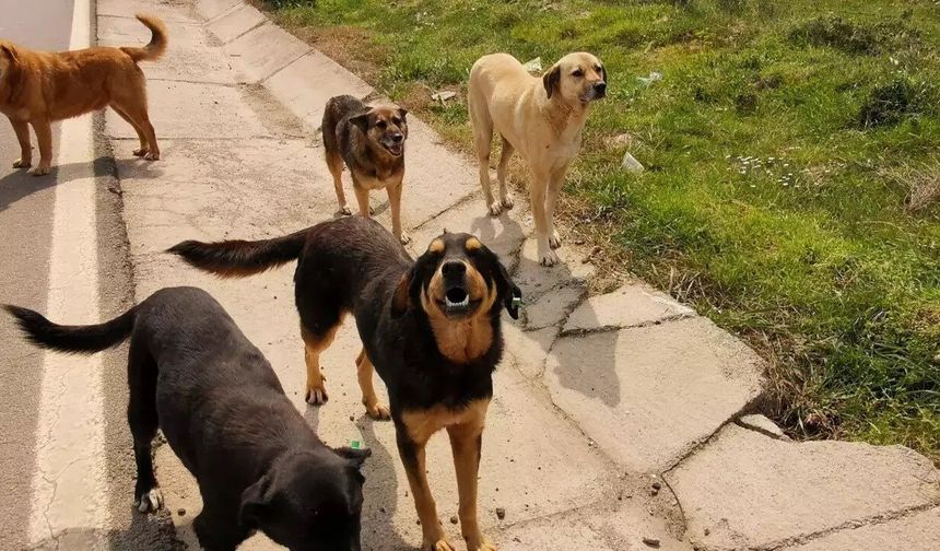 Mama lobisini hatırlayalım...460 milyar liralık sektör