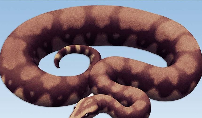 15 Metrelik Dev Yılan Ortaya Çıktı! Vasuki indicus Gündem Oldu